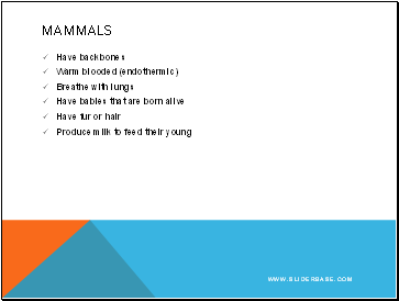 Mammals