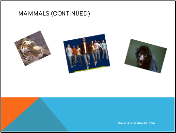 Mammals (continued)