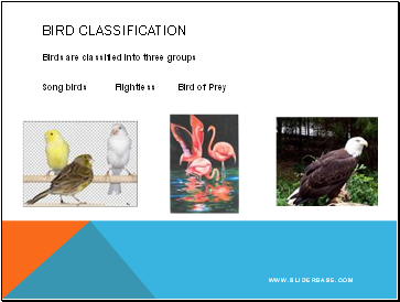 Bird Classification