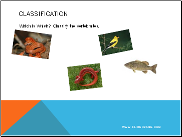 Classification