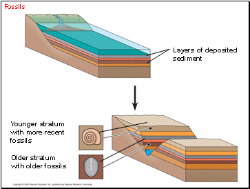 Fossils