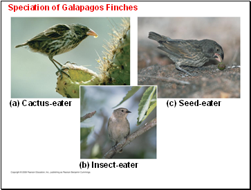 Speciation of Galapagos Finches