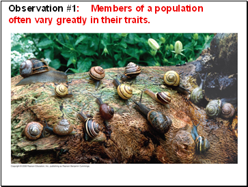 Observation #1: Members of a population often vary greatly in their traits.