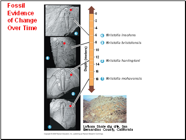 Fossil Evidence of Change Over Time