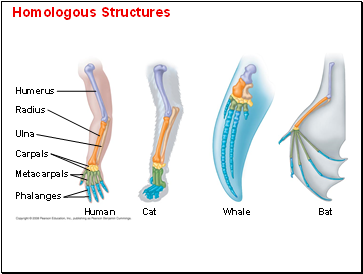 Homologous Structures