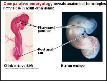 Comparative embryology reveals anatomical homologies not visible in adult organisms: