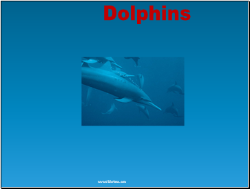 Dolphins