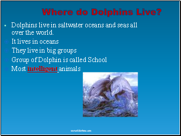 Where do Dolphins Live?
