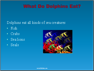 What Do Dolphins Eat?