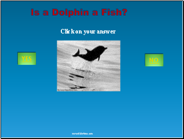 Is a Dolphin a Fish?