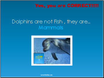 Dolphins are not Fish , they are Mammals