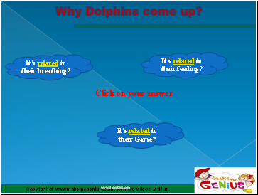 Why Dolphins come up?