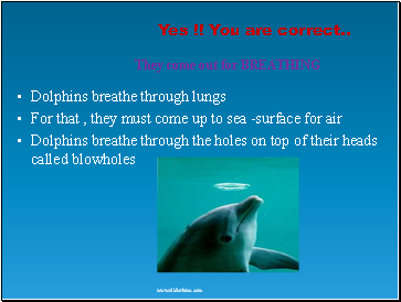 Dolphins breathe through lungs