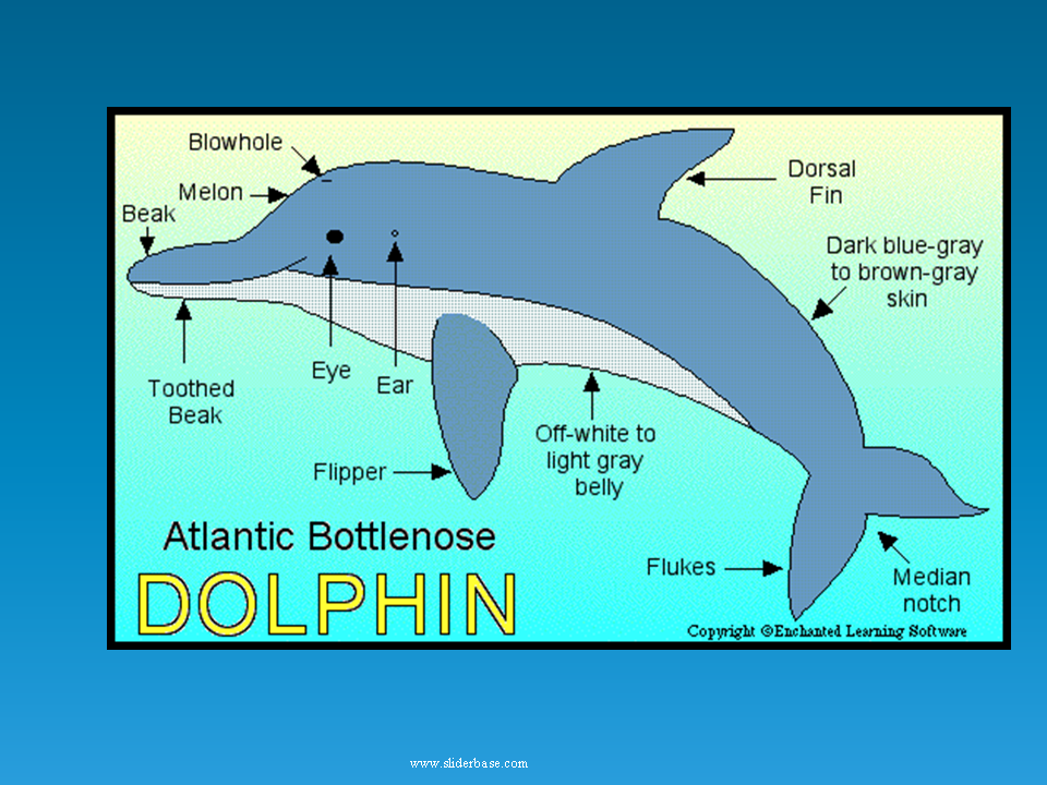 Английский про дельфинов. Дельфин на английском. Анатомия дельфина. Клюв дельфина. Язык дельфинов.