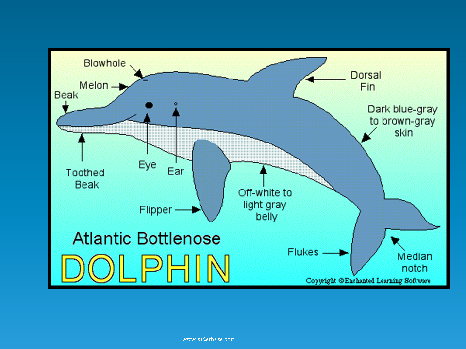Английский про дельфинов
