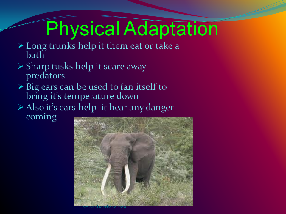Endangered species презентация. Behavior adaptation. Английский язык 3 an Elephant big Ears. Elephant name
