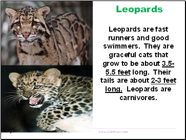 Leopards