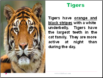 Tigers