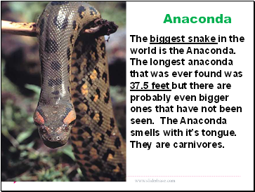 Anaconda