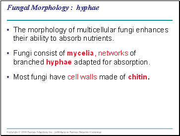 Fungal Morphology : hyphae