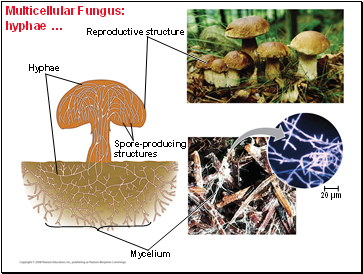 Multicellular Fungus: hyphae …