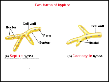 Two forms of hyphae