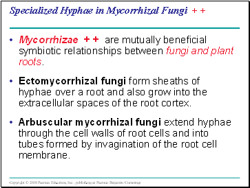 Specialized Hyphae in Mycorrhizal Fungi + +