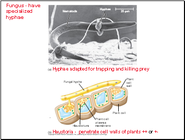 Fungus - have specialized hyphae