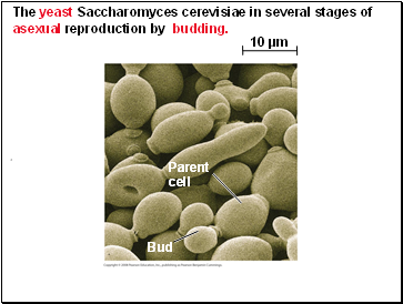 The yeast Saccharomyces cerevisiae in several stages of asexual reproduction by budding.