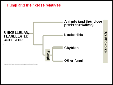 Fungi and their close relatives