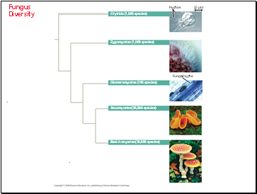 Fungus Diversity