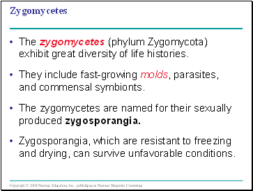 Zygomycetes