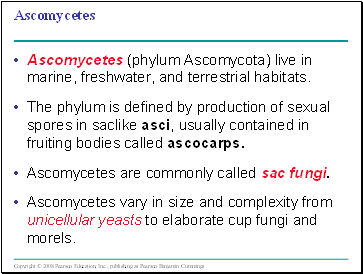 Ascomycetes