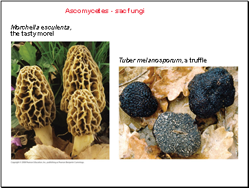 Ascomycetes - sac fungi