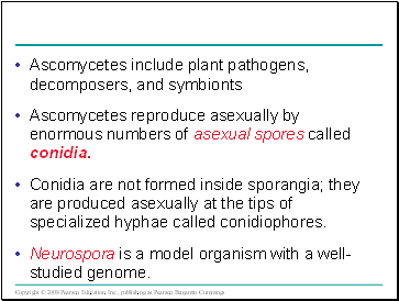 Ascomycetes include plant pathogens, decomposers, and symbionts