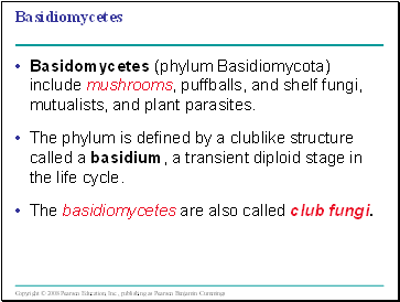 Basidiomycetes