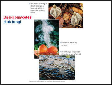 Basidiomycetes club fungi