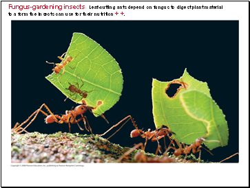 Fungus-gardening insects: Leaf-cutting ants depend on fungus to digest plant material to a form the insects can use for their nutrition + +.