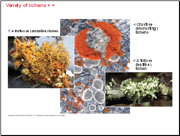 Variety of lichens + +