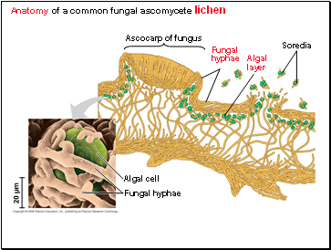 Anatomy of a common fungal ascomycete lichen