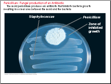 Penicillium: Fungal production of an Antibiotic The mold penicillium produces an antibiotic that inhibits bacteria growth resulting in a clear area between the mold and the bacteria