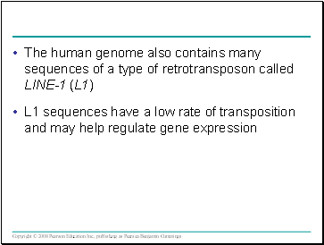 The human genome also contains many sequences of a type of retrotransposon called LINE-1 (L1)