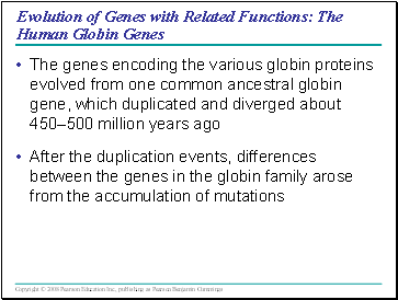 Evolution of Genes with Related Functions: The Human Globin Genes