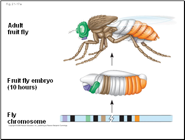 Fig. 21-17a