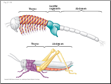 Fig. 21-18