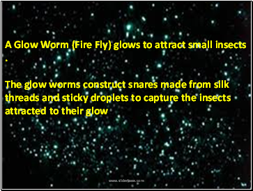 A Glow Worm (Fire Fly) glows to attract small insects .