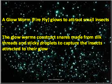 Glow Worms