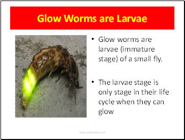 Glow Worms are Larvae