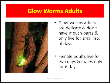 Glow Worms Adults