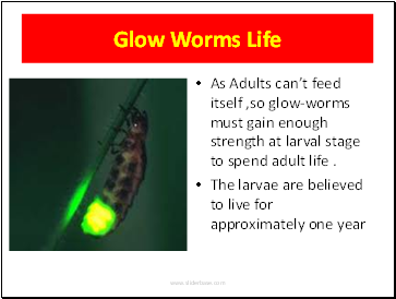 Glow Worms Life